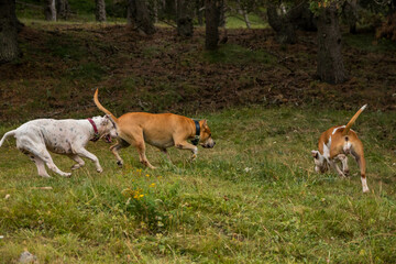 perros american stanford jugando en el campo con un palo