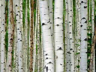 horizontal image of Colorado's famous white bark Aspen Trees