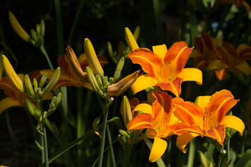 Bright two-color flowers of the daylily Frans Hals in the sunny morning rays, in the right part of the picture. In the left part, the unopened buds on the peduncles are visible. Hemerocallis Frans Hal