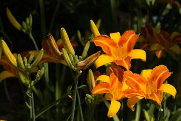 Foto op Canvas Bright two-color flowers of the daylily Frans Hals in the sunny morning rays, in the right part of the picture. In the left part, the unopened buds on the peduncles are visible. Hemerocallis Frans Hal © Vladimir