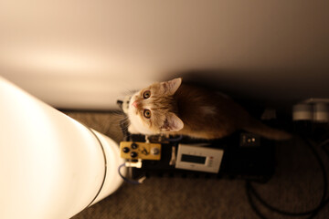 A Kitten sitting on the guitar amp next to the lamp