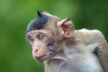 可愛いサル