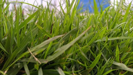 green grass and blue sky