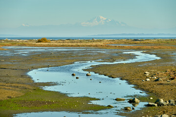 Farm Sunflower Field. Mud flats at low tide along the shore of Centennial Beach in Delta, British Columbia, Canada.

