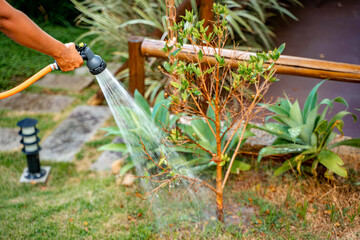 woman taking care of her garden at home watering the plants