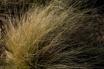 Yellow long dry grass regenerates on a  sunny spring day in the park. Natural background and texture concept