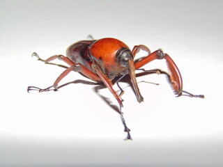 Beetle bug isolated on white background