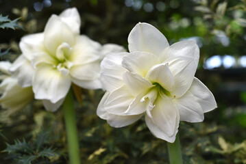 White flower of Hippeastrum (Amaryllis) Alfresco