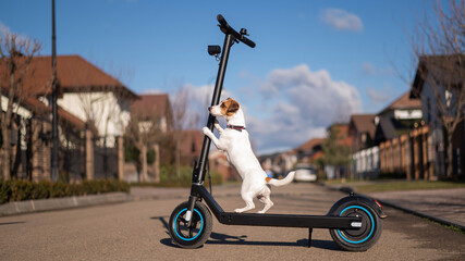 Jack russell terrier dog rides an electric scooter in the cottage village.  © Михаил Решетников