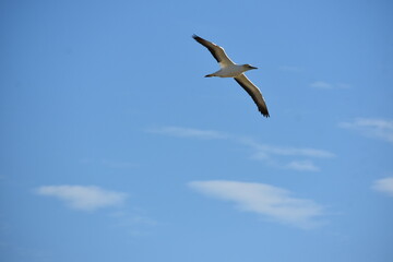Gannet Flight