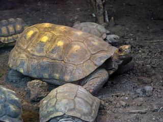 Tortoise looks out from its shell
