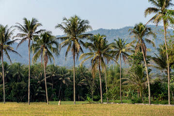 Fototapeta premium Rice paddy with coconut trees