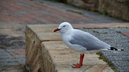Seagull Standing on Concrete Block Looking to Scavenge Food