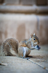 squirrel eating nut