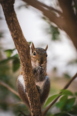 squirrel on tree