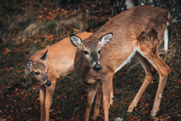 deer in the woods