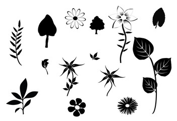 leaves of different shapes and seize