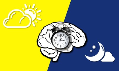 The circadian rhythms are controlled by circadian clocks or biological clock, brain illustration