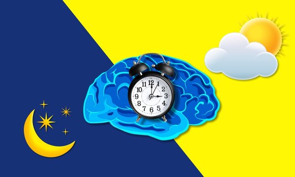 The circadian rhythms are controlled by circadian clocks or biological clock, brain illustration