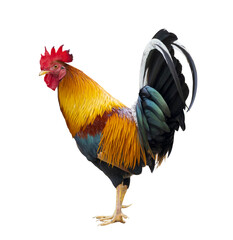 Colorful free range male rooster isolated on white background with clipping path