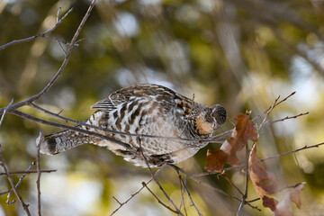 A ruffed grouse, Bonasa umbellus, feeding on buds in a tree