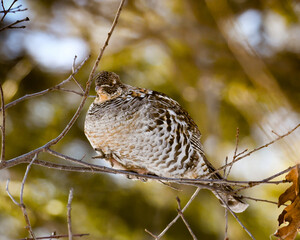 A ruffed grouse, Bonasa umbellus, in a tree in the forest