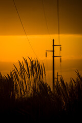 sunset in the field