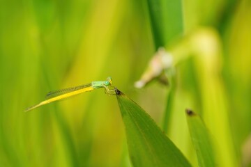 のんびりくつろぐきれいなレモン色のキイトトンボ