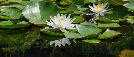光を浴びて輝く満開の白いスイレンの花