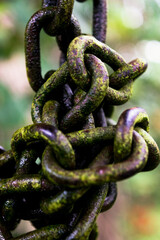 Cadenas de metal en la naturaleza