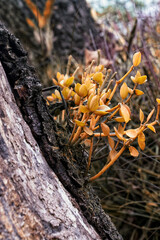 Plantas en el tronco, naturaleza, paisaje 