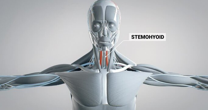 stylohyoideus, detailed display of muscles, human muscular system, 3D animation of human anatomy, 3D render