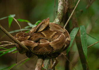 the resting of a snake in the Brazilian forest