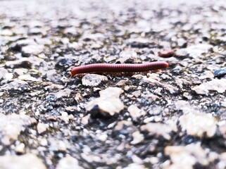 lizard on the ground