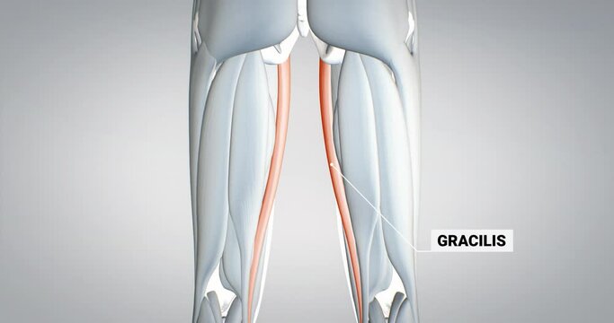 Gracilis muscle, leg muscles, detailed display of muscles, human muscular system, 3D animation of human anatomy, 3D render