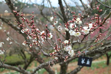 春を彩る可愛い白梅の花