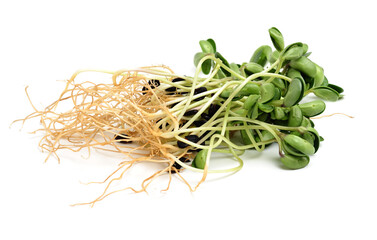 Black bean sprouts on white background