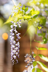Close up shot of Purple wisteria flowers hanging with green trees in spring season with blue sky