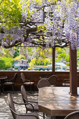 Seoul,South Korea,May 2021: Purple wisteria flowers hanging at the ceiling in a cozy outdoor cafe with wooden furniture in South Korea