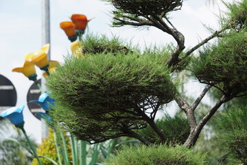 Sheoaks (Casuarinaceae, Allocasuarina) with natural background. Allocasuarina is a genus of trees in the flowering plant family Casuarinaceae.