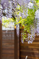 Purple wisteria flowers hanging with green trees in spring season