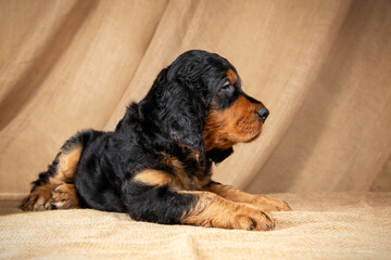 A cute puppy of a black and tan gordon setter lies on a burlap and looks away. 