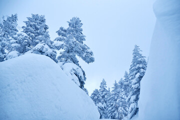 冬の北アルプスの樹氷