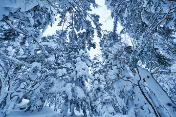 冬の北アルプスの樹氷