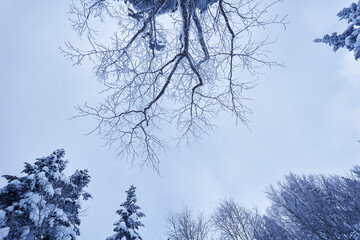 冬の北アルプスの樹氷