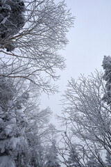 冬の北アルプスの樹氷