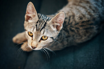 Flat lay of striped kitten. Domestic animal look up. Green-eyed cat is lying on couch. Curious pet close-up.