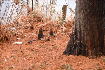 Taxodium distichum (Bald cypress) in winter.
A deciduous conifer of the Cupressaceae family native to North America, which grows in moist areas and has respiration roots around the trunk. 