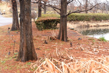 Taxodium distichum (Bald cypress) in winter.
A deciduous conifer of the Cupressaceae family native to North America, which grows in moist areas and has respiration roots around the trunk. 