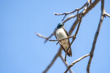 A tree swallow sitting on a tree branch. Spring time.